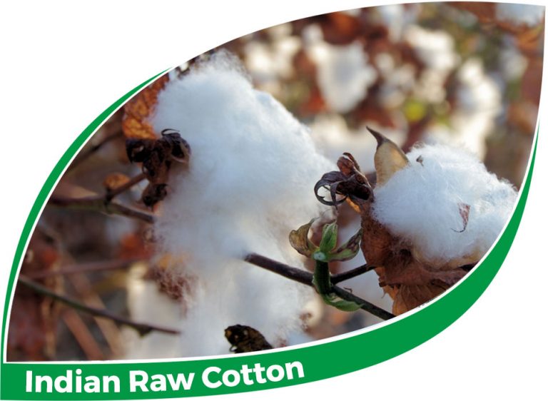 Indian Raw Cotton Amrit Fibers Pvt. Ltd.